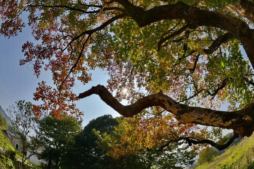 婺源江岭村，红枫乌桕树的绚烂季节，婺源江岭村，红枫乌桕树的绚丽之秋